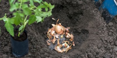 Zbytky z cibule a cibulové slupky ve vykopané jamce v hlíně