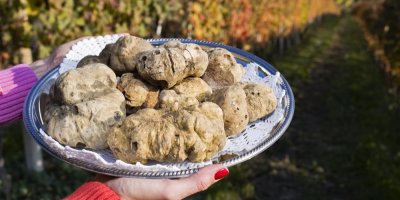 Žena drží kovový podnos s hromádkou světlých lanýžů.