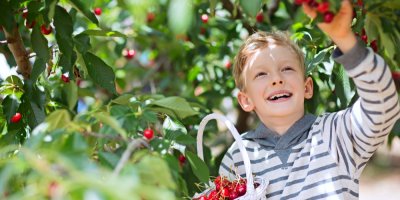 Chlapec s úsměvem trhá třešně ze stromu
