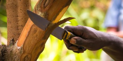 Muž s nožem odřezává kůru stromu skořicovníku