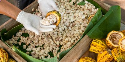 Muž v rukavicích vyndává z kakaového bobu semínka