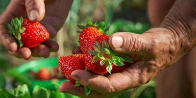 Jahody v rukou