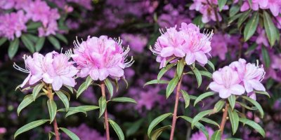 Růžové květy rododendronů