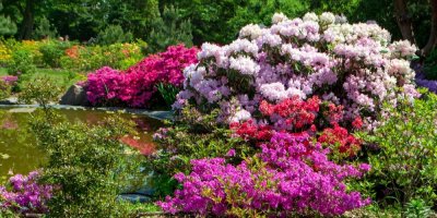 Zahrada plná různě barevných rododendronů
