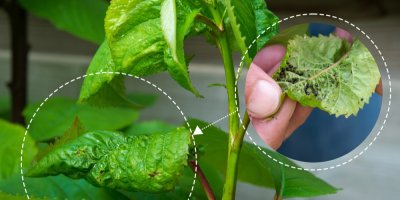 Blízký záběr na povadlý list a na mšice na listu