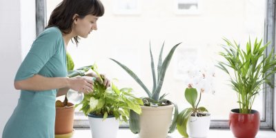 Žena postřikuje mšice na domácích rostlinách v květináči