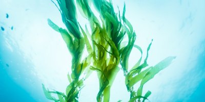 Mořská chaluha ve vodě