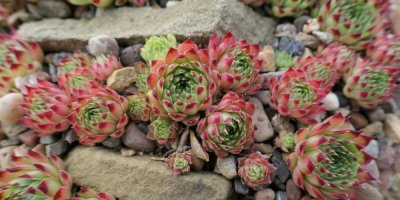 Netřesk střešní vyrůstající mezi kameny