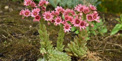 Netřesk s růžovými květy