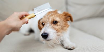 Česání psa kartáčem