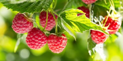 Maliny rostoucí na keři