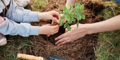 Sázení maliníku na zahradě