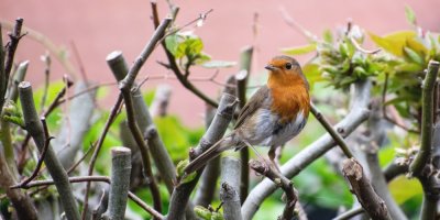 Šedohnědý útáček s oranžovou náprsenkou sedící na tvarovaném živém plotě