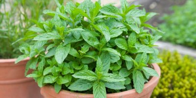 Máta rostoucí v keramickém květináči