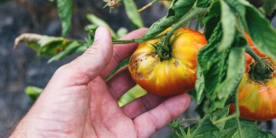 Rajčata na větvičce, kterým se nedaří. 