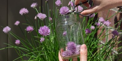 Střihání květů pažitky