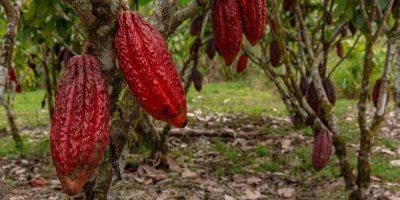 Červené plody kakaovníku rostoucí na stromech v plantáži