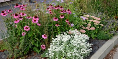 Růžové a bílé květiny na záhonu