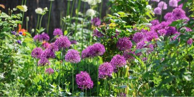 Fialové a bílé česneky na zahradě