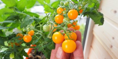 Žlutá cherry rajčata rostoucí na keříčku.