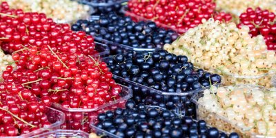 Vaničky bílého, černého a červeného rybízu