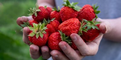Člověk drží v rukou čerstvé jahody.