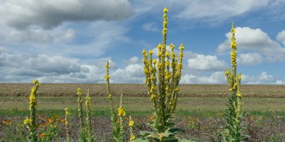 Divizna v přírodě