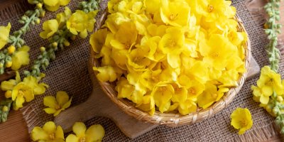 Nasbírané květy divizny v košíku