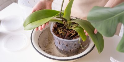 Pokojová rostlina v plastovém květináči ponořená do mísy s vodou