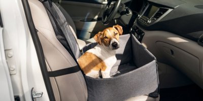 Pes sedí v cestovním košíku na místě spolujezdce v autě. 