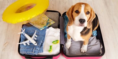 Pes sedí v otevřeném kufru spolu s poskládaným oblečením a výbavou na dovolenou. 