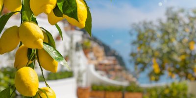 Citronu rostoucí ze stromu, v pozadí pobřežní městečko