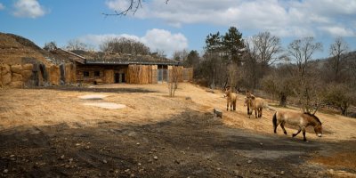 Koně Převalského v Zoo Praha