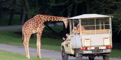 Žirafa se sklání nad autem s návštěvníky v safari