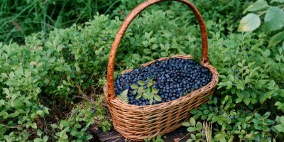 Košík v lese plný borůvek