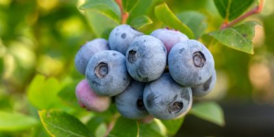 Bobule zralých borůvek na keříku