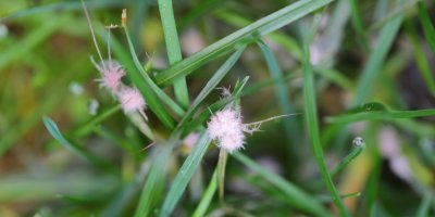 Růžové plesnivé chomáčky na stéblech trávy