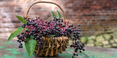 Proutěný košík plný tmavých hroznů černého bezu