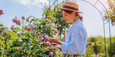 Žena stříhá řůže