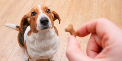 Muž dává psovi pamlsek