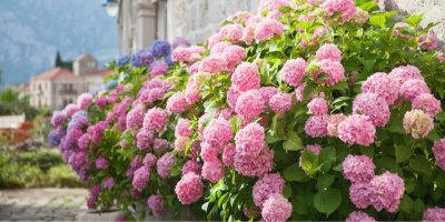 Hortenzie před domem