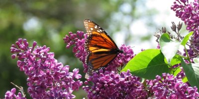 Motýl sedí na rozkvetlém keři