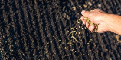 Mužská ruka sází semena do půdy