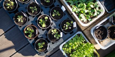 Záběr na plata sazenic a vysetých rostlin v kelímcích