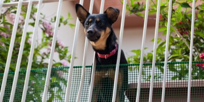 Pes číhá na balkoně