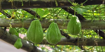 Popínavý čajot visící z trámů pergoly na zahradě