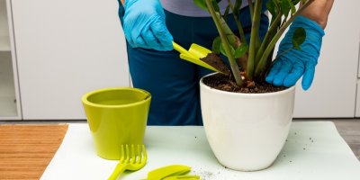 Přesazování zamiokulkasu do většího květináče