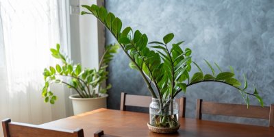 Zamiokulkas ve skleněné nádobě na dřevěném stole