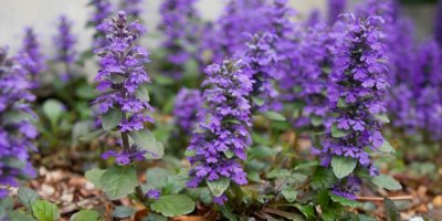 Zběhovec plazivý s fialovými květy