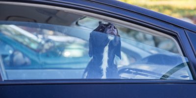 Pes sedí v autě a vystrkuje čumák z pootevřeného okénka.